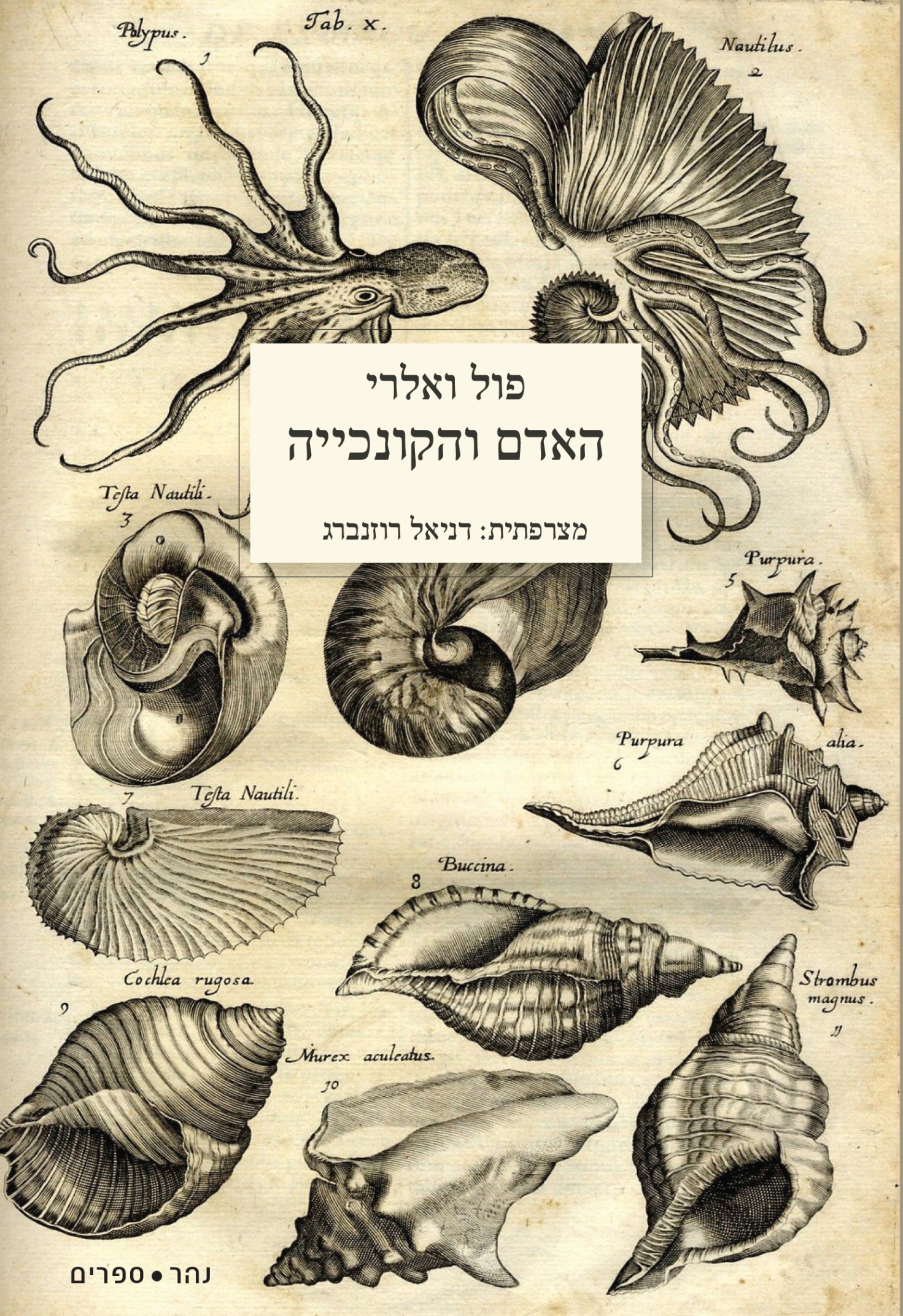 האדם והקונכייה