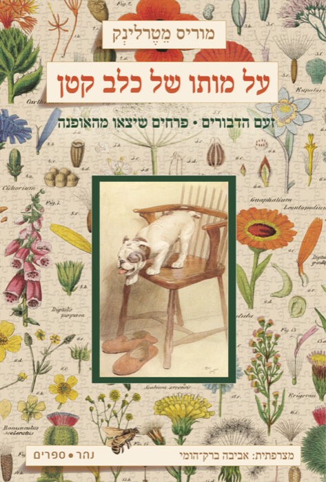 על מותו של כלב קטן
